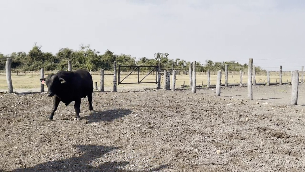 Lote TOROS BRANGUS, Cabaña "EL QUEBRACHO"