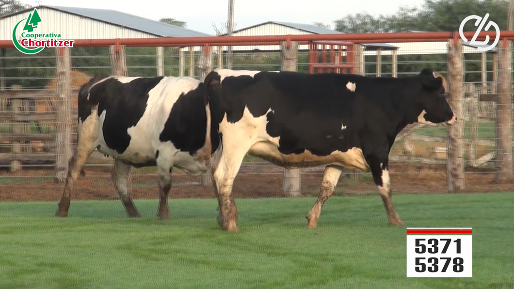 Lote Vaquillas Holando