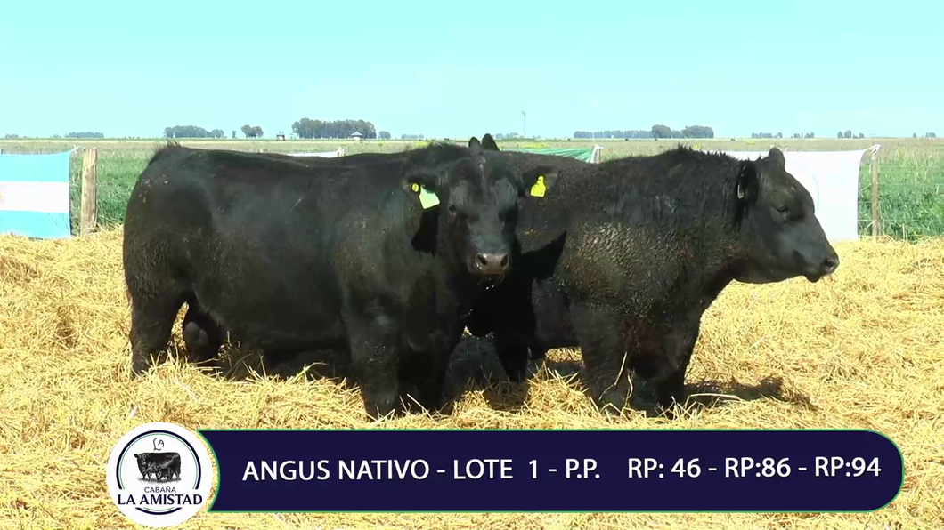 Lote TOROS PURO PEDIGREE