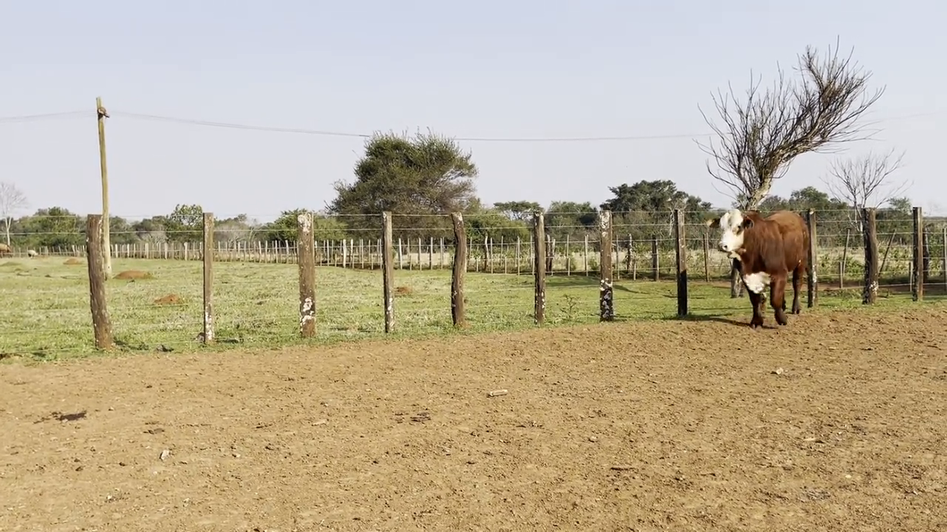 Lote TOROS BRAFORD, Cabaña "SAN SIMON"