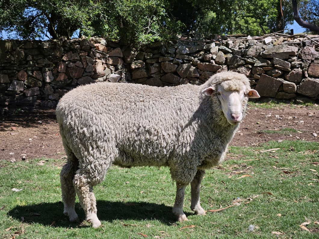 Lote Carneros a remate en Subasta Online - Nambi Guasu, Lavalleja