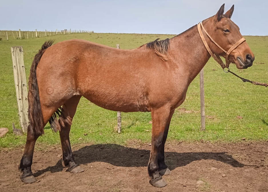 Lote PAQUITA LA GARRAPATA