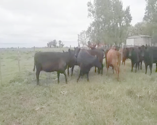 Lote 11 Vacas CUT preñadas en arboledas, Buenos Aires