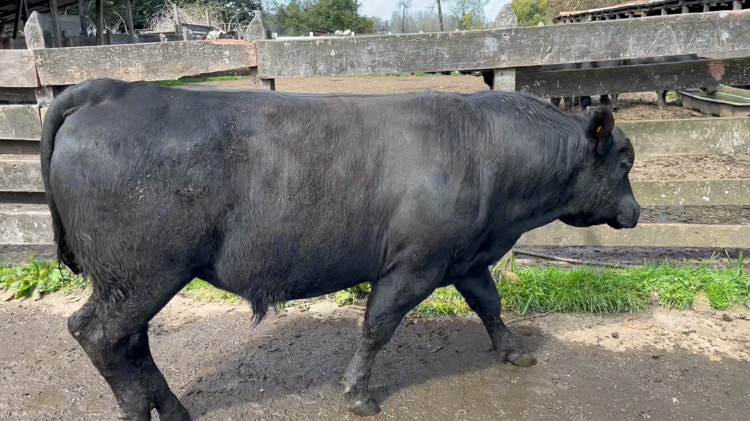 Lote 1 Toro