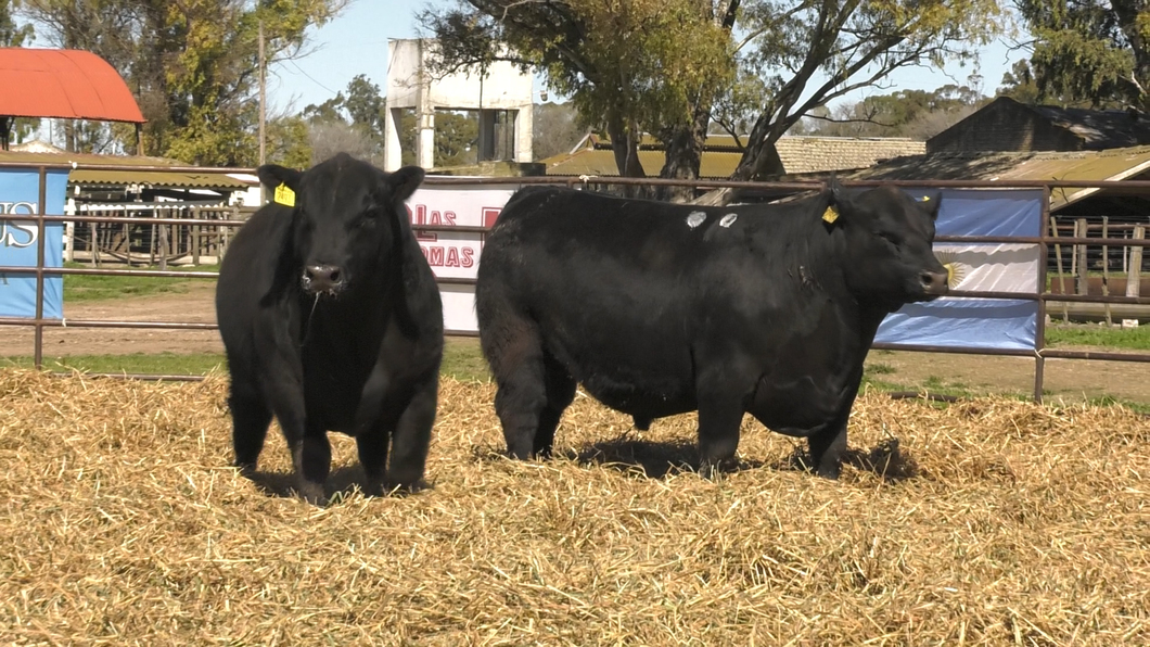 Lote TOROS ANGUS PP