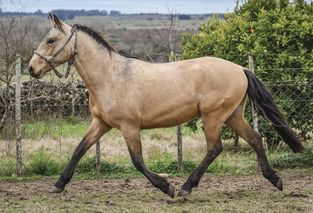 Lote VIENELINDO MOLLES