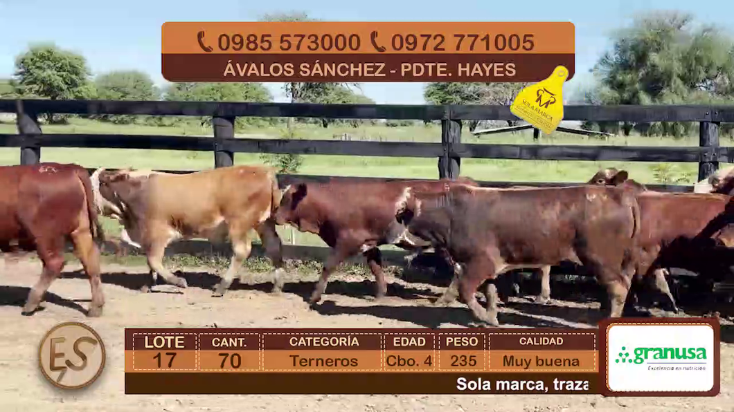 Lote 70 Terneros Cbo 4 a remate en Feria Elite de Terneros Cbo 4 - DEL DUERO SA 235kg - , Presidente Hayes