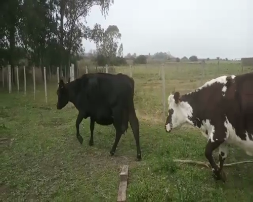 Lote (Vendido)2 Vacas de Invernada 580kg - , San José
