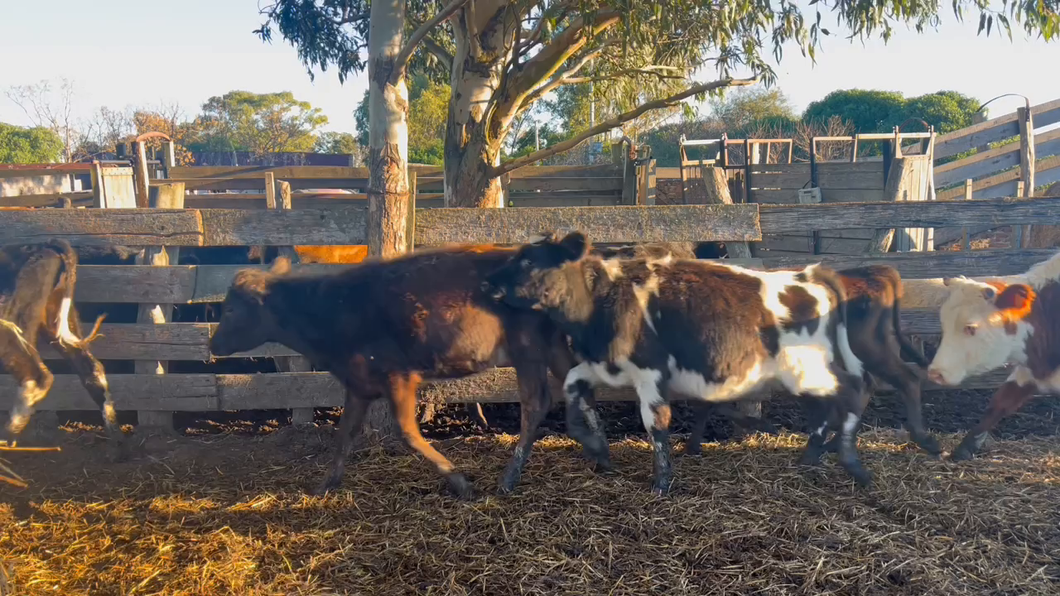 Lote TERNERAS