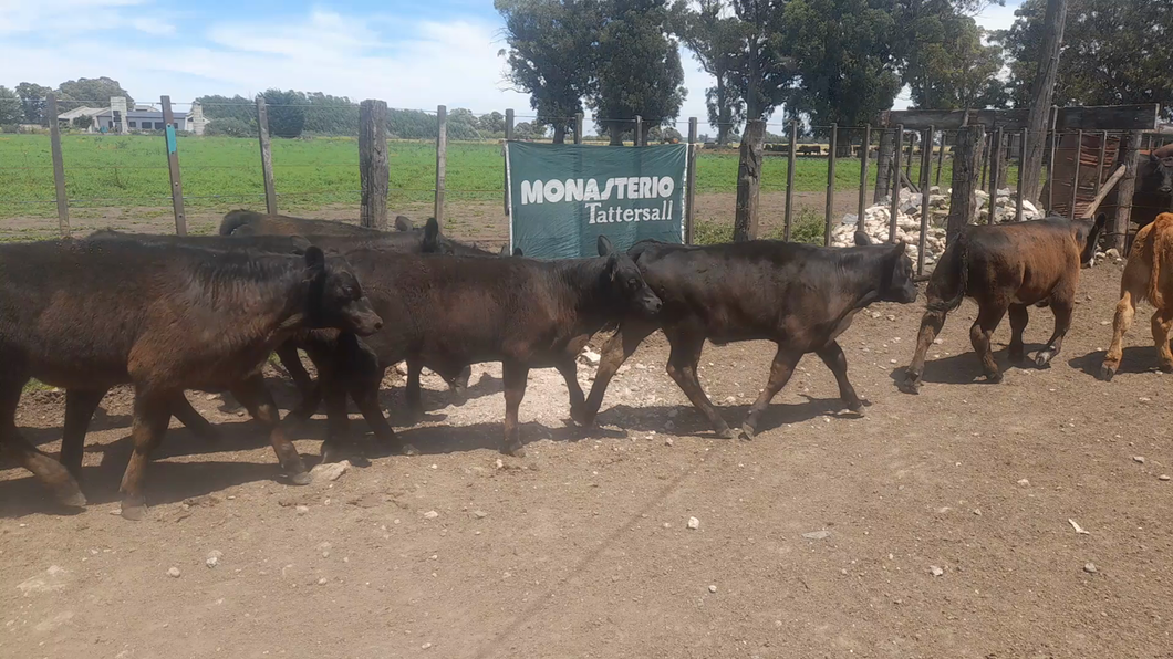 Lote 18 Terneros en Benito Juarez