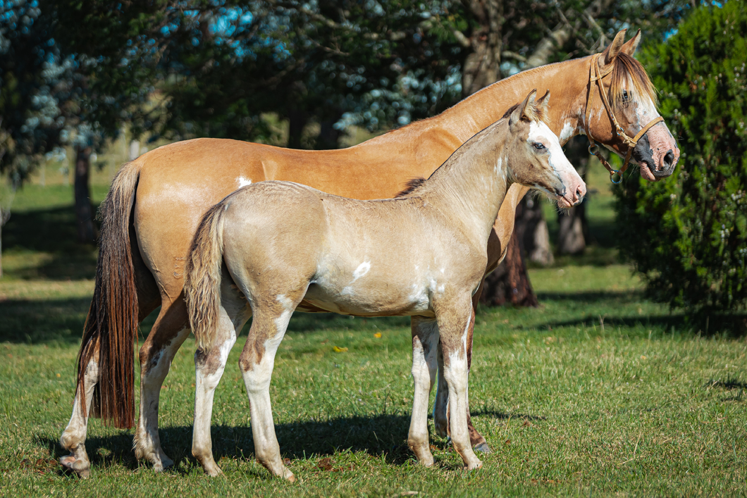 Lote Jaguel Gina
