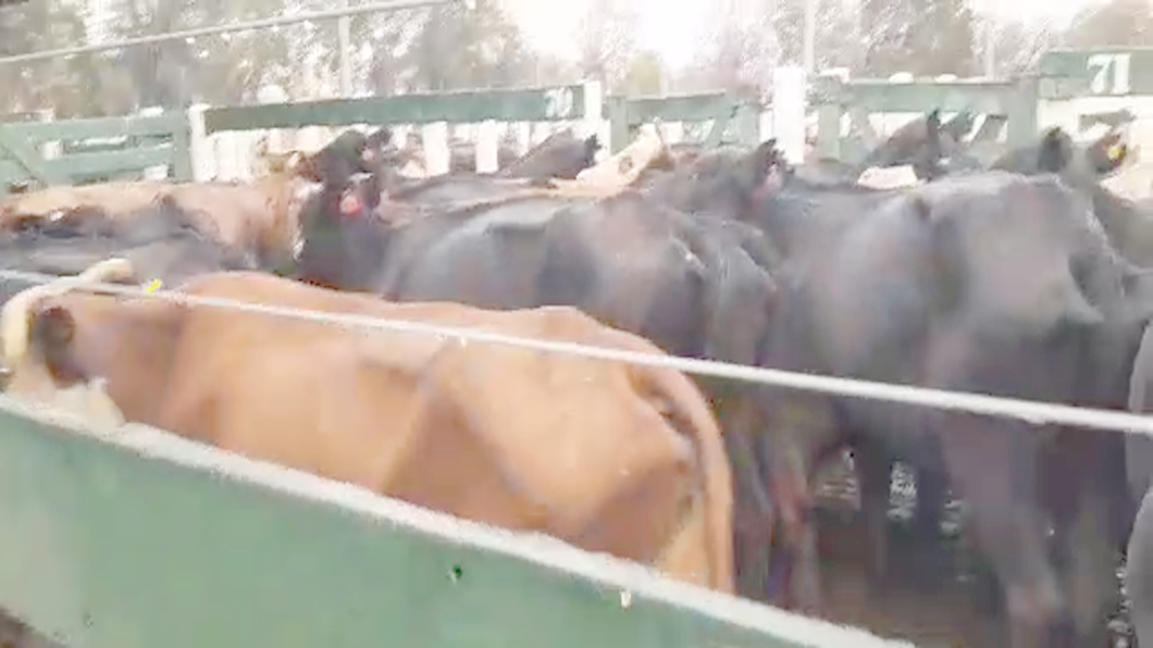 Lote 100 Vacas Faena Braford  en Córdoba, Córdoba
