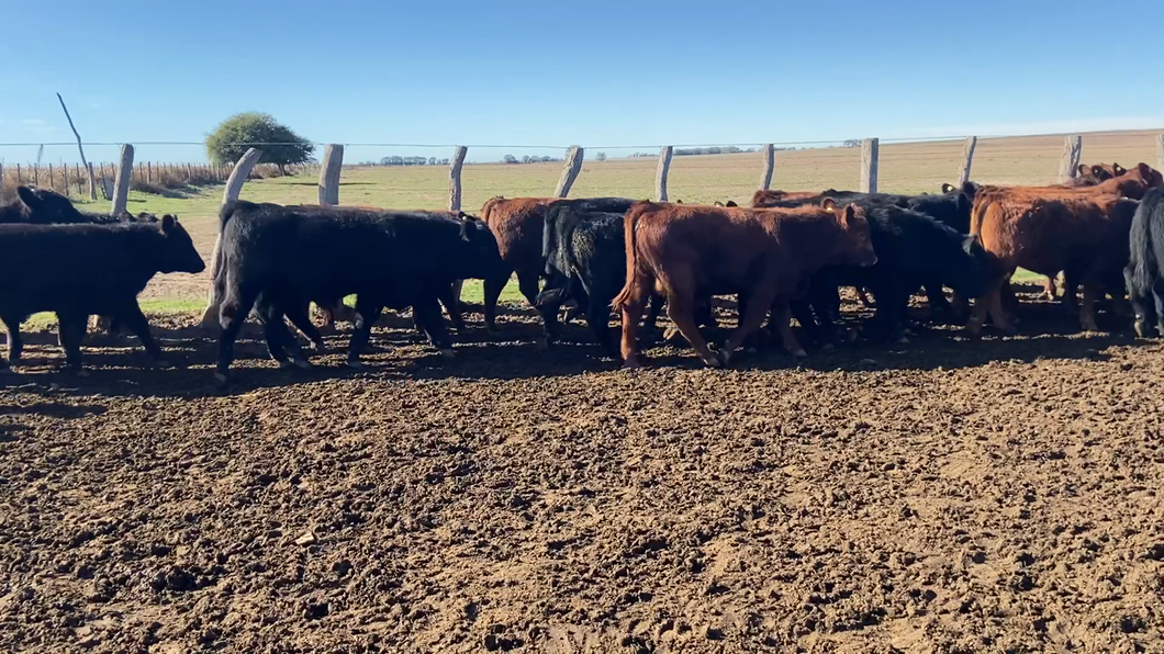 Lote 60 Terneros