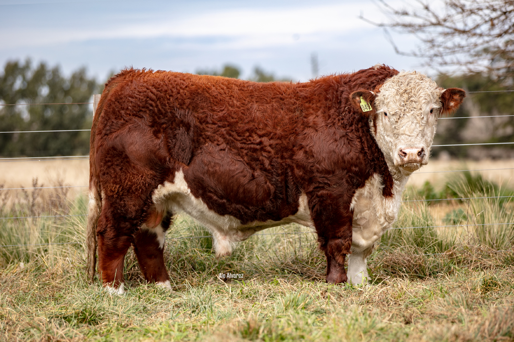 Lote Toro PP