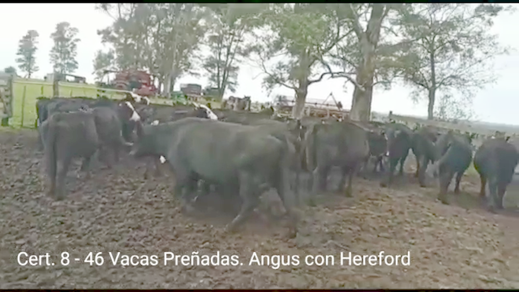 Lote (Vendido)46 Vacas preñadas AA/ HE a remate en PANTALLA COCO MORALES 420kg -  en PARAJE RINCON DE PEREZ, RUTA 26 KM 80, A 96 KM DE  PAYSANDU Y A 165KM DE TACUAREMBÓ.