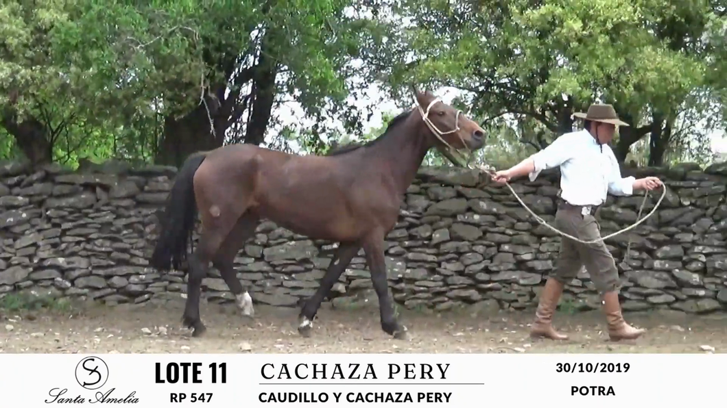 Lote CACHAZA PERY