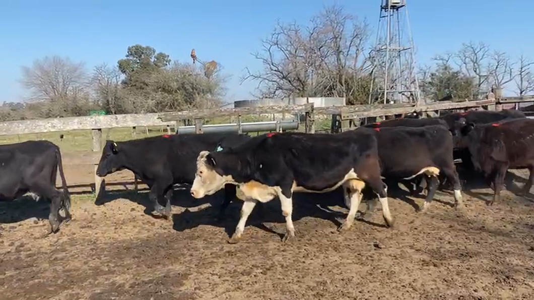 Lote 9 Vacas usadas preñadas en San Vicente, Buenos Aires