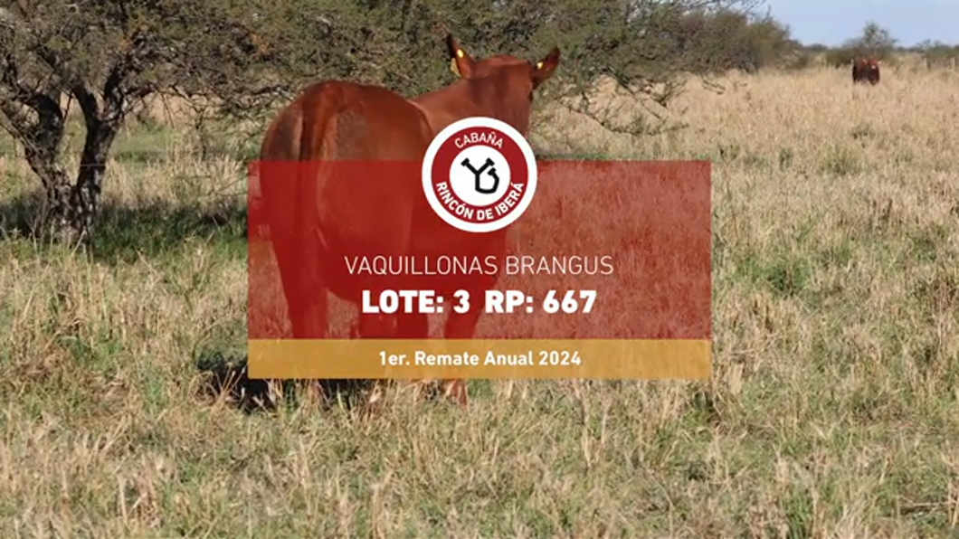 Lote FORTINRIFLES 667