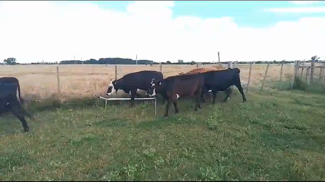 Lote 19 Vaquillonas  He AA a remate en Ultima Pantalla del Año - Escritorio Camy en Carretera de la Costa