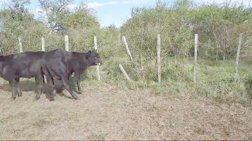 Lote (Vendido)11 Terneras Angus a remate en 10º Subasta - CAB  225kg -  en Colonia Arrue