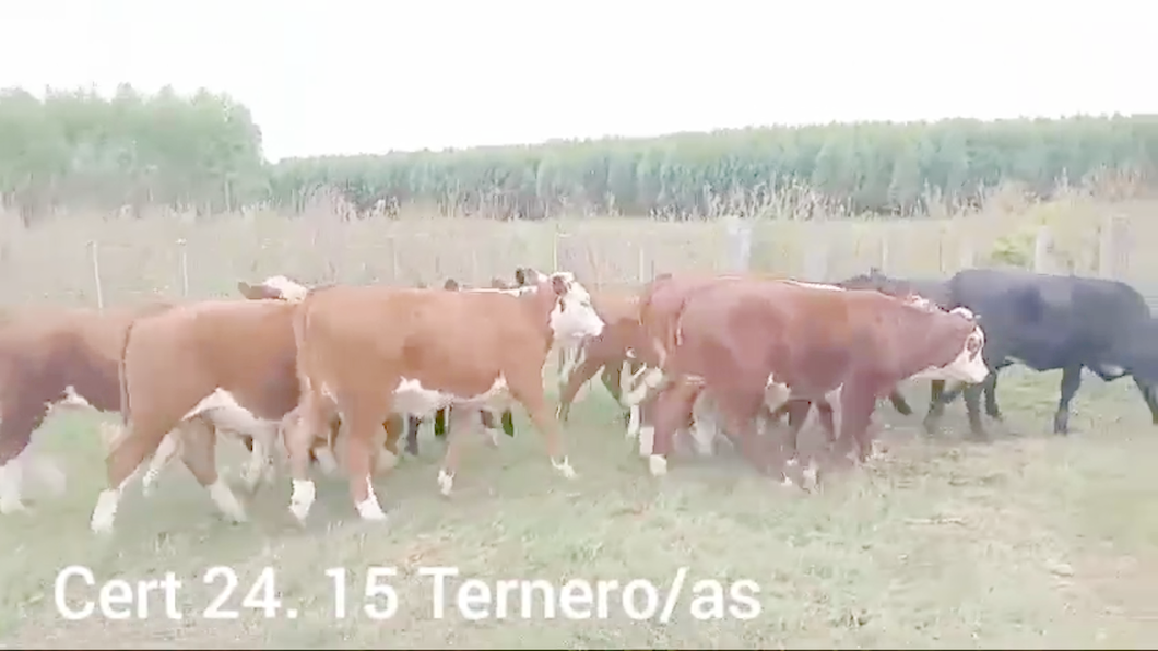 Lote TERNEROS Y TERNERAS