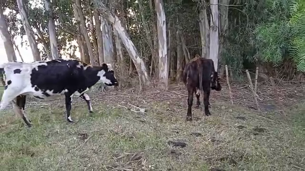 Lote (Vendido)2 Vacas de Invernada a remate en PANTALLA GARLAND 380kg -  en PASO HOSPITAL