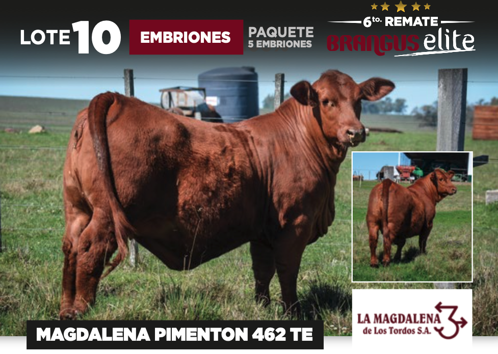 Lote MAGDALENA PIMENTON 462 TE - LA MAGDALENA DE LOS TORDOS SA