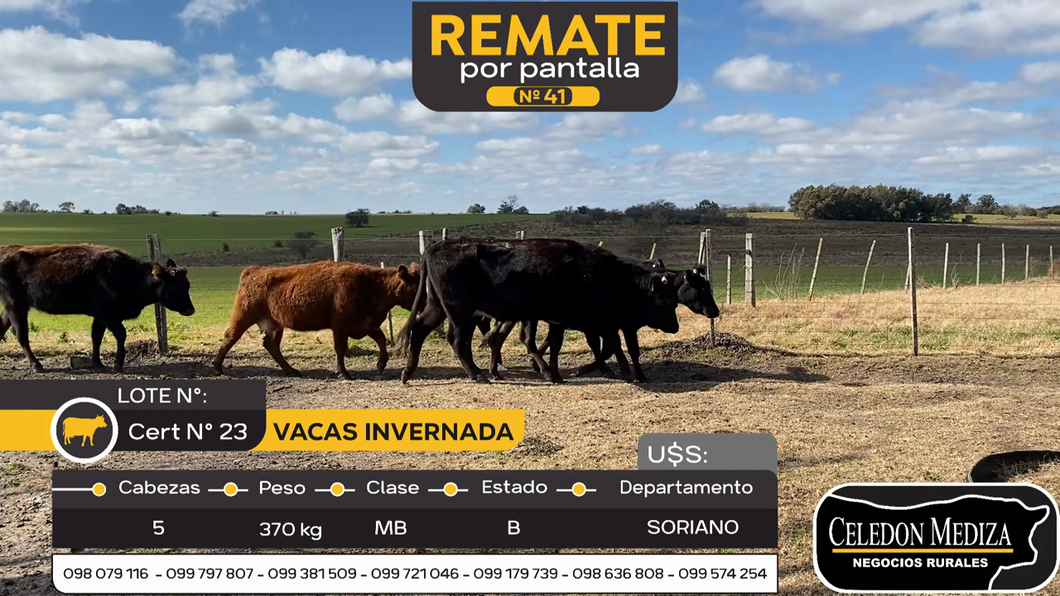 Lote 5 Vaca en Cardona, Soriano