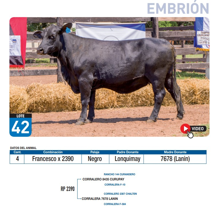 Lote Francesco x 2390