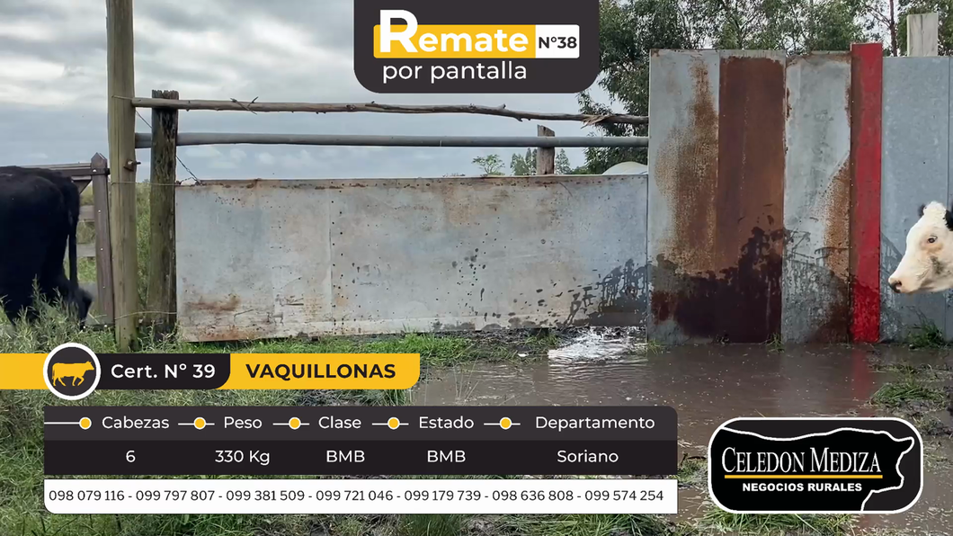 Lote 6 Vaquillonas  en Soriano