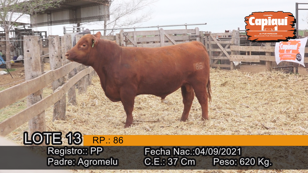 Lote Toro PP