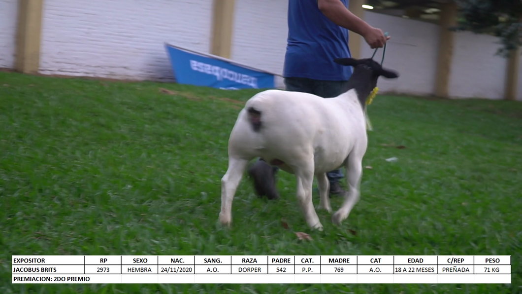 Lote Dorper Expo Internacional 2022 - Lote 25