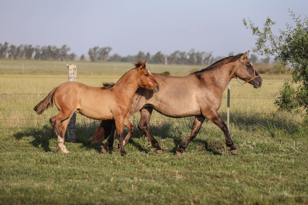 Lote DEL SILENCIO CORTINA