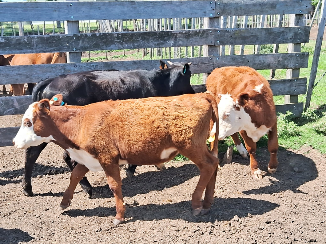 Lote 4 Terneros Hereford Y Cruzas a remate en Ultima Pantalla del Año - Escritorio Camy en Ruta 23 Km 122