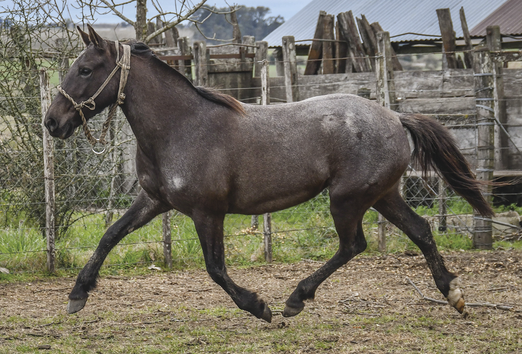 Lote BOMBINA MOLLES