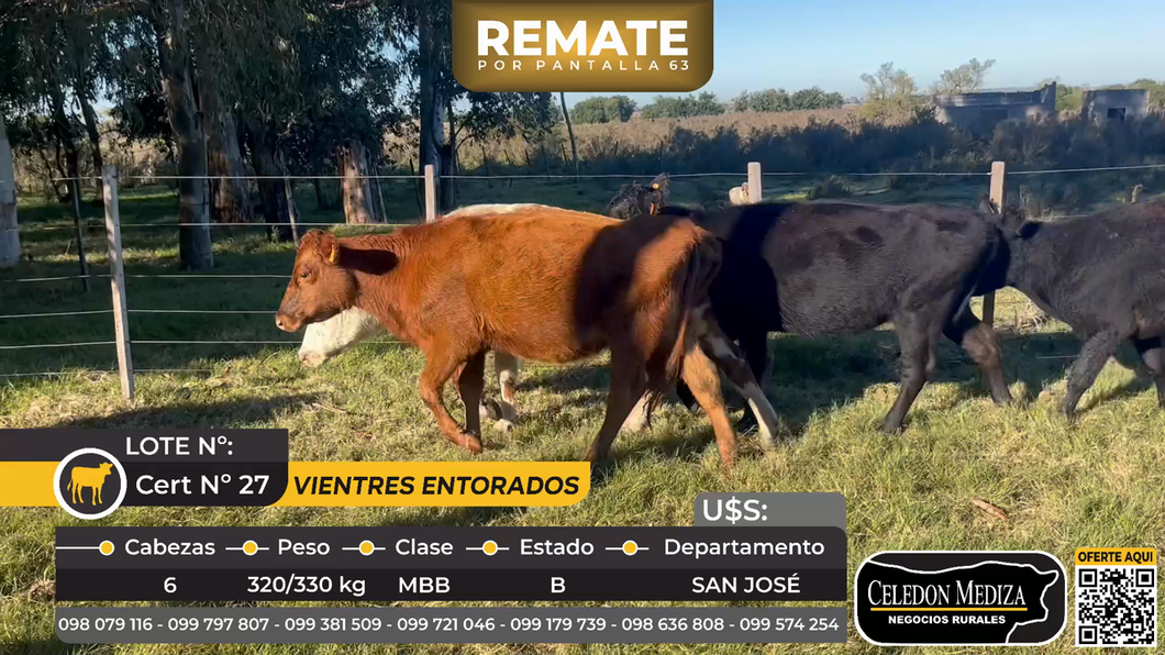 Lote 6 Vientres Entorados en San José, a 3 km de San José de Mayo.