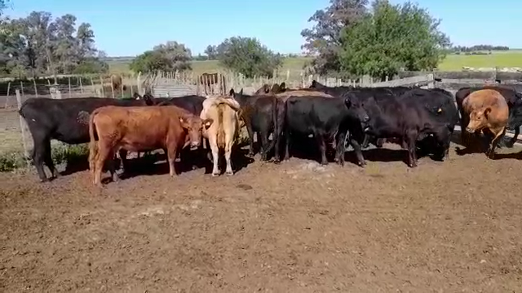 Lote (Vendido)18 Vacas de Invernada ANGUS a remate en PANTALLA FEDERICO GARLAND 410kg - , Colonia