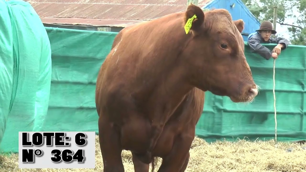 Lote 3 Toros a remate en La Empastada, Durazno