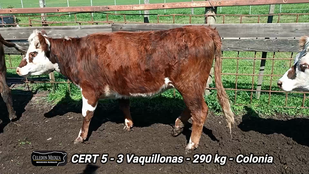 Lote 3 Vaquillonas 1 a 2 años en Tarariras, Colonia
