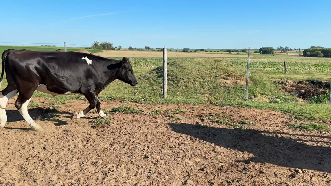 Lote NOVILLOS 1 a 2 AÑOS