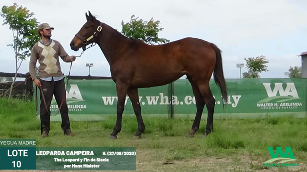 Lote LEOPARDA CAMPEIRA