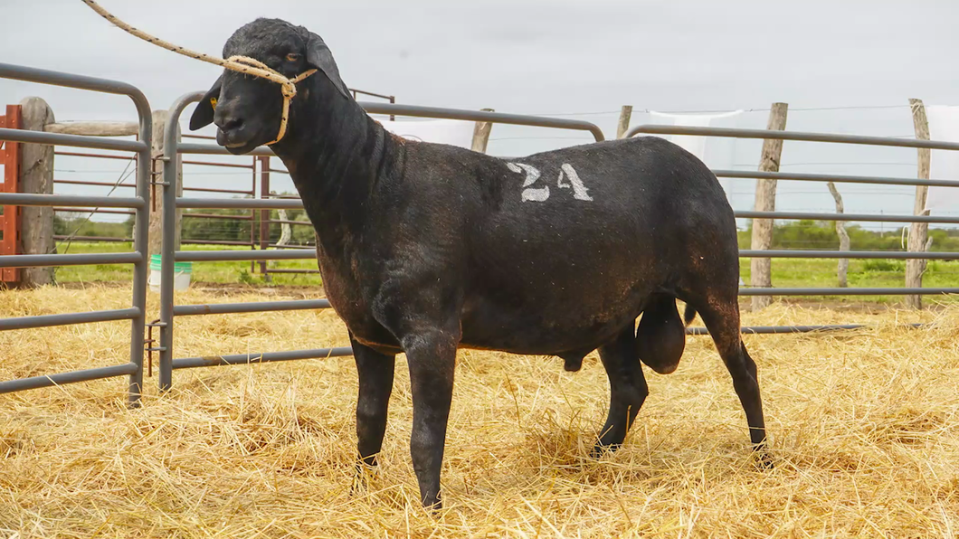 Lote SANTA INES MACHO