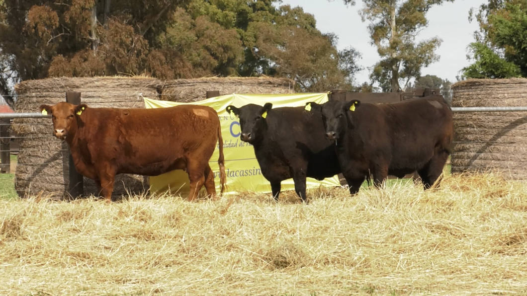 Lote VAQUILLONAS ANGUS GENERALES PARICION PRIMAVERA