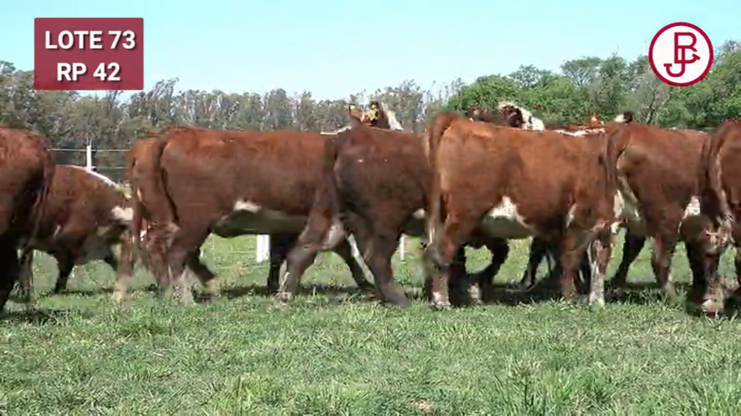 Lote VAQUILLONAS PREÑADAS Polled Hereford -PARICION OTOÑO 2024-