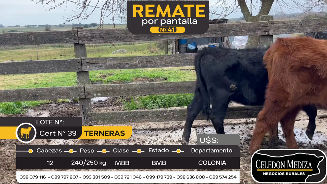 Lote 12 Terneras en Colonia