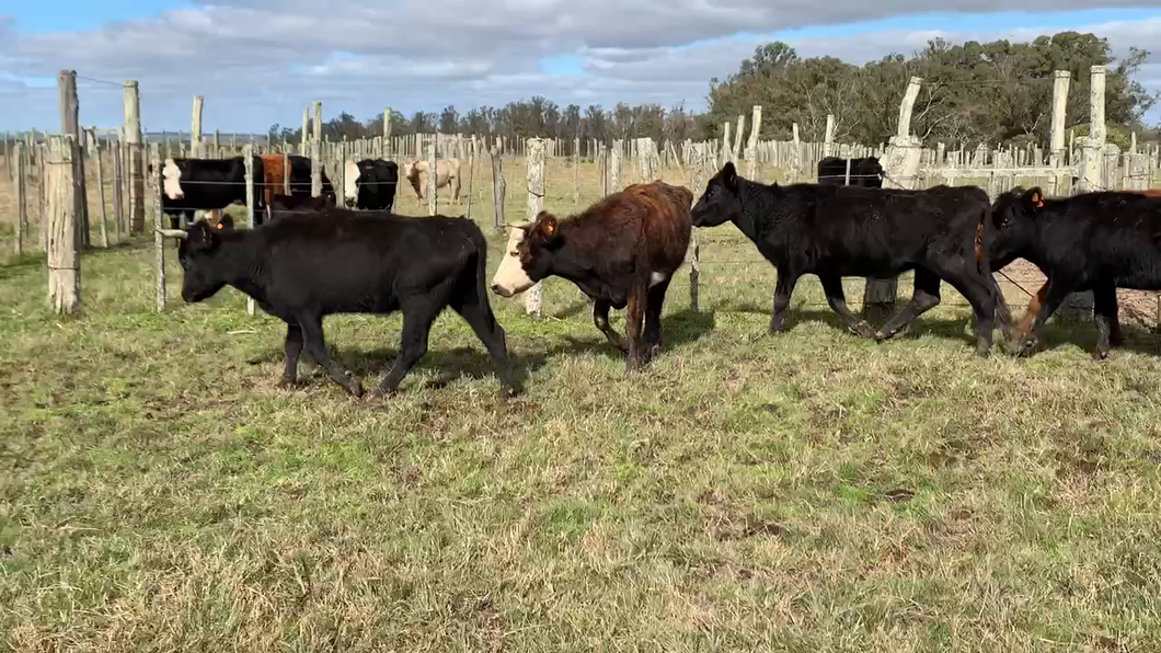 Lote 5 Vacas de Invernada en Tupambaé, Cerro Largo
