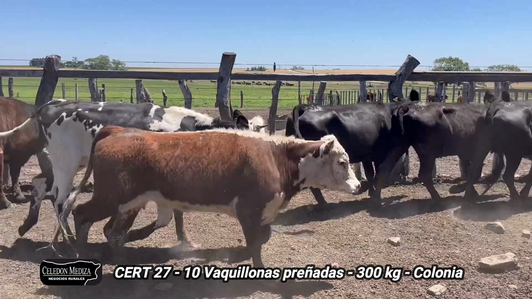 Lote 10 Vaquillonas Vacas Preñadas en La Horqueta, Colonia