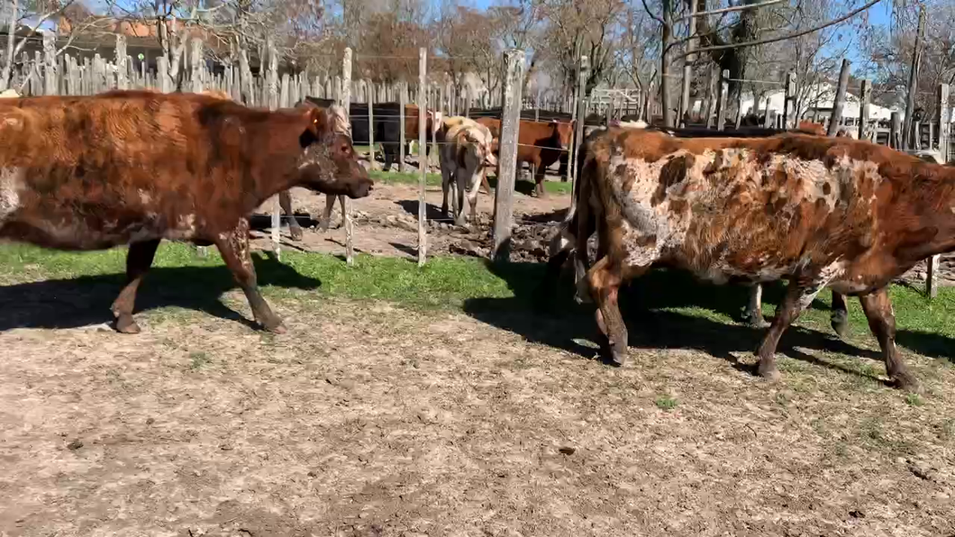 Lote 7 Vacas de cría en Melo, Cerro Largo