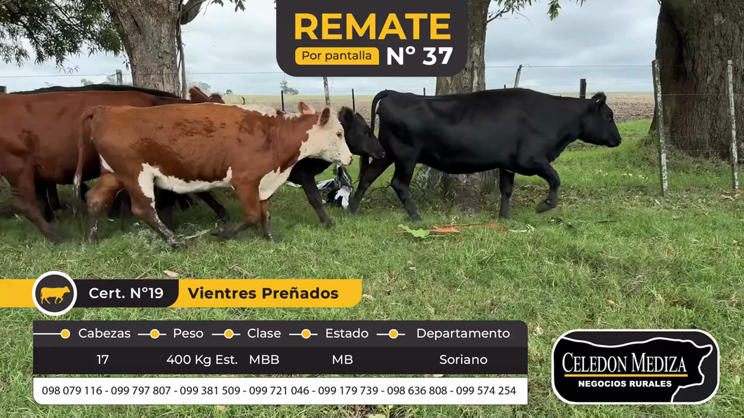 Lote 17 Vientres Preñados en Soriano