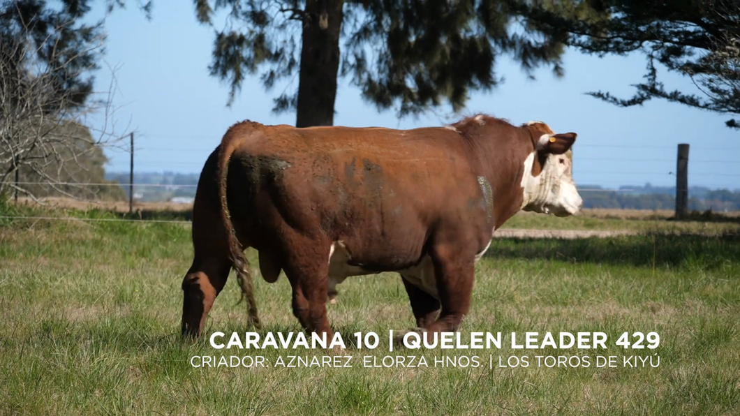 Lote QUELEN LEADER 429